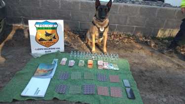 El perro Máximo que integra la División de Canes fue clave en el operativo. Foto Gentileza.