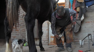 A Rulo le lleva unos 15 minutos herrar cada casco. Este trabajo se repite cada 45 días. Foto Andrés Maripe.