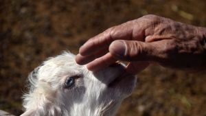 Pequeños crianceros del centro de Neuquén piden ayuda para poder subsistir