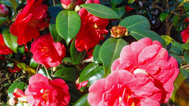 Las flores son de variados colores, pero las más comunes son blancas, salmón, rojas y rosadas, también matizadas.