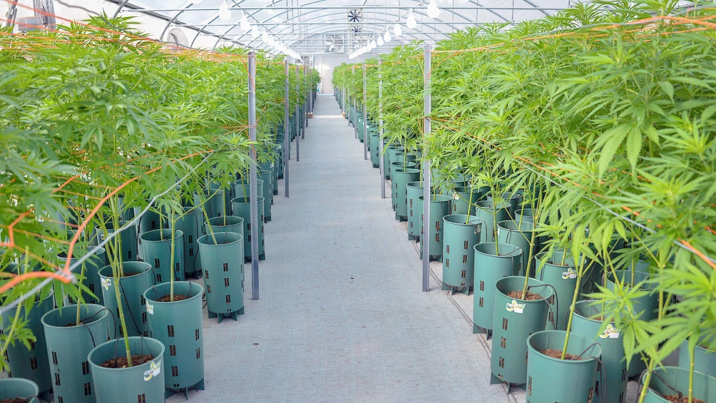 El mercado de cannabis medicinal y cáñamo industrial crece exponencialmente y será una fuente de empleo de calidad.