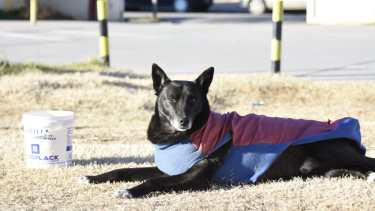 Crisis animal: Rescatistas voluntarias de Cipolletti piden ayuda al Estado por falta de recursos