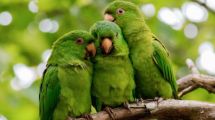 Imagen de Comienza el control sobre las cotorras por el daño que generan en la producción