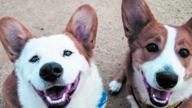 Enterate cuáles son los puntos de castración en Cipolletti. Foto Archivo