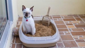 Problemas urinarios en los gatos: un tema para ir rápido a la veterinaria