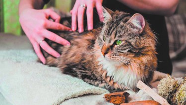 La fisioterapia en animales los beneficia notablemente