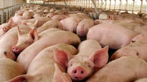 Cómo nos queremos alimentar para mantenernos sanos y soberanos