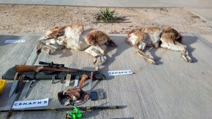 Golpe a la caza furtiva en Rincón: detuvieron a dos personas con guanacos y armas