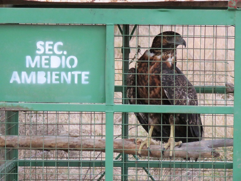 Un ejemplar de águila mora y un loro barranquero fueron liberados de su cautiverio en domicilios de Villa Regina. (Foto gentileza)