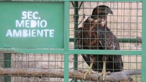Recuperaron aves silvestres enajauladas para su liberación