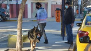 Marcharán por la sobrepoblación de perros en Neuquén: «la problemática existe»