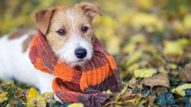 No dejes de lado la bufanda, el gorrito y los guantes para este jueves.-