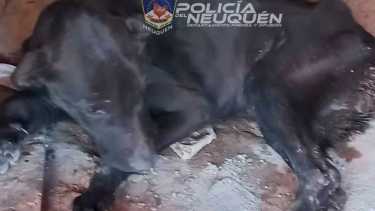 El animal fue rescatado y puesto en guarda de una mujer. (Gentileza)