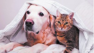 Osteoporosis en perros gatos: cómo detectarla a tiempo