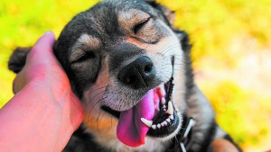 Neuquén: enseñarán en las escuelas sobre cuidado responsable de animales