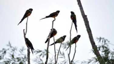 Buscan difundir la observación de aves en Las Grutas, San Antonio y el Puerto SAE