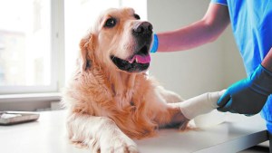 Terapias para el dolor en los animales