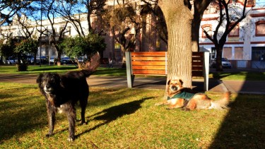 En Viedma, varios perros viven en la plaza del centro. Le dan de comer los comerciantes de la zona. 