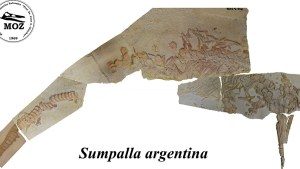 Un reptil marino con referencia a la mitología mapuche se sumó al museo de Zapala