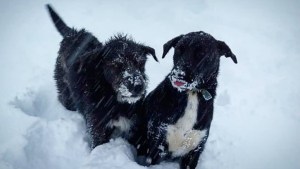 Nico sale a esquiar con sus perros y explora los fuera de pista de Villa Pehuenia Moquehue