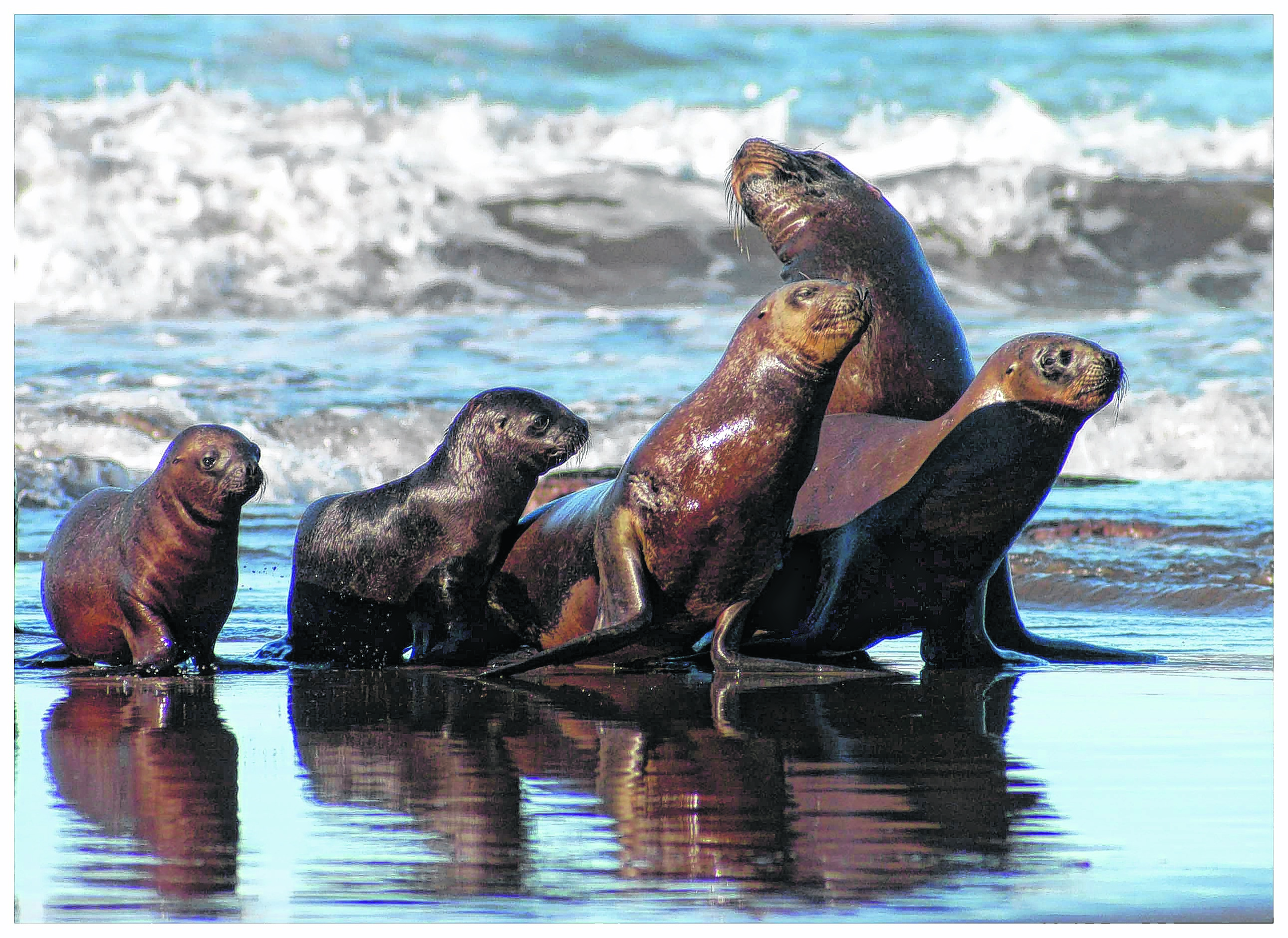 Los 12 mamíferos marinos son parte de la biodiversidad del Golfo San Matías. Lo convierten en un atractivo turístico y a la vez es un importante área de conservación 