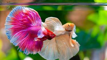 Los peces Betta splendens, conocidos como pez betta, son  una especie de agua dulce proveniente de Asia. Fotos gentileza.