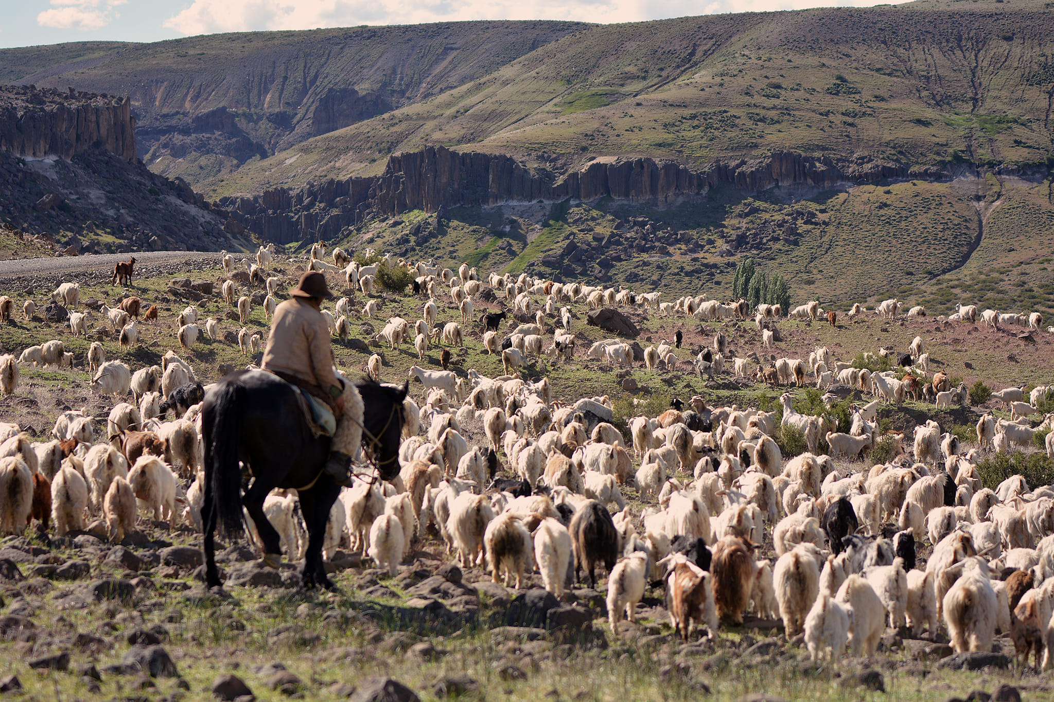 La producción caprina en el norte neuquino será la más afectada por la sequía. Foto: Gentileza Martín Muñoz