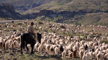 La producción caprina en el norte neuquino será la más afectada por la sequía. Foto: Gentileza Martín Muñoz