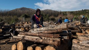 Desarrollo forestal: un potencial que requiere miradas de largo plazo