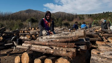 Desarrollo forestal: un potencial que requiere miradas de largo plazo