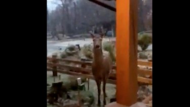 Un ciervo lo visitó en medio de la nevada en San Martín de los Andes