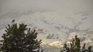 San Martín de los Andes se cubrió de blanco: un paseo en medio de la nevada