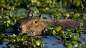 Carpinchos y humedales: la columna de virales de Mario Ñehuen