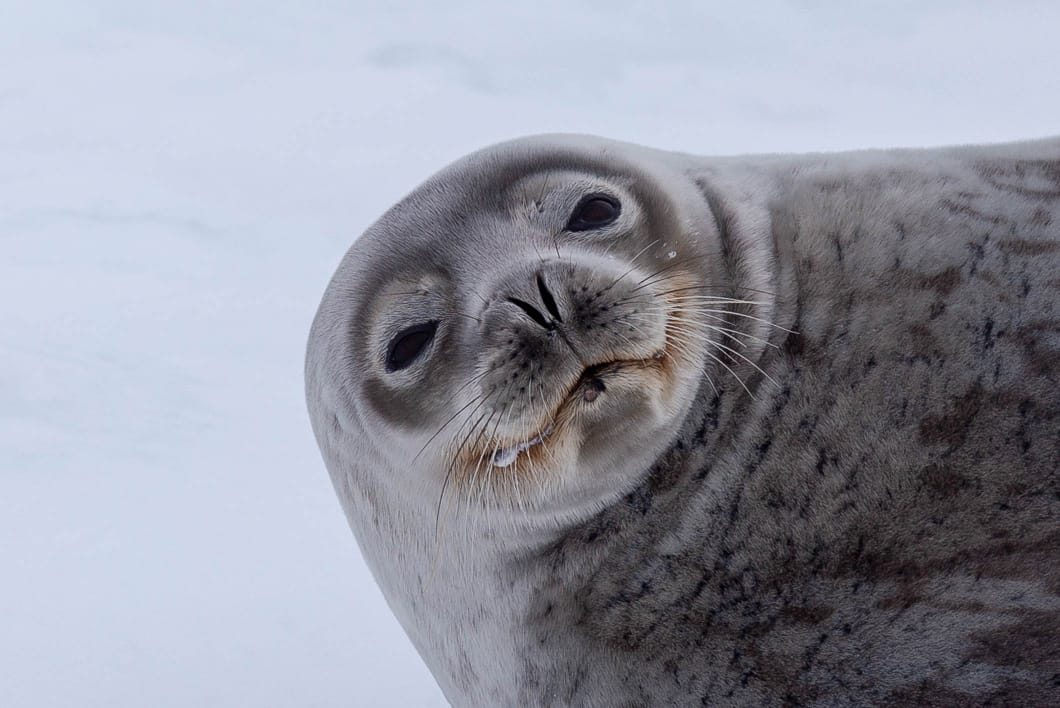 La fauna de la Antártida es objeto de estudio que un equipo multidisciplinario realiza en el continente blanco. Foto: gentileza