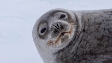 La fauna de la Antártida es objeto de estudio que un equipo multidisciplinario realiza en el continente blanco. Foto: gentileza