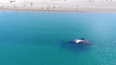 El PreViaje 4 coincide en Puerto Madryn con la temporada de ballenas