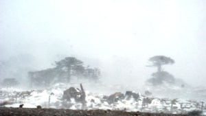 La nieve en la cordillera de Neuquén obligó a cerrar el paso Pino Hachado y la ruta de Primeros Pinos