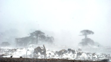 La nieve en la cordillera de Neuquén obligó a cerrar el paso Pino Hachado y la ruta de Primeros Pinos