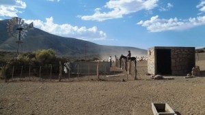 Por la sequía, proyectan acciones en Neuquén para mitigar el impacto en la ganadería