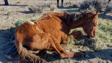 El animal presentaba un avanzado estado de desnutrición. Foto: Gentileza.