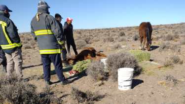 La yegua fue encontrada tendida en el suelo en estado critico. Foto: gentileza. 