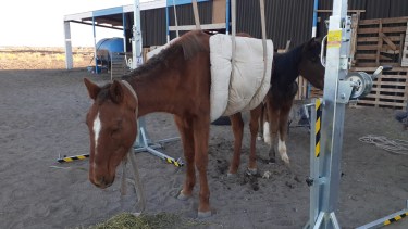 Al animal tenían que colgarlo de un arnés para que pueda mantenerse en pie. Foto: gentileza. 