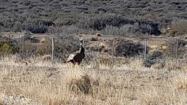 El ave fue vista entre Los Menucos y Aguada de Guerra. Foto: gentileza. 