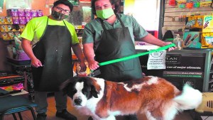 Una visita a la peluquería de las mascotas