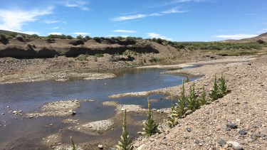 El impacto de la sequía en los sistemas ganaderos