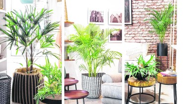Palmeras de salón. Tres opciones para que la casa se vea más verde,