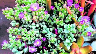 Una hermosa y muy vistosa oscularia deltoides en flor. Una belleza inesperada. 