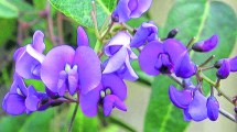 Imagen de Hardenbergia: ramilletes de mucho color y simpleza