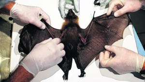Detectan un murciélago con rabia al oeste de Bariloche y recuerdan la vacunación obligatoria de mascotas