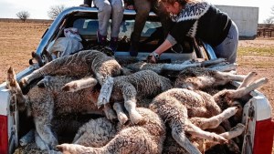 Un puma mató a 40 corderos en un campo cerca de Río Colorado